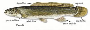 Bowfin fish