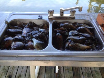 Outside sink with fish